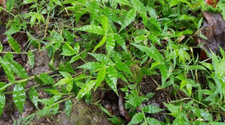 Basketgrass