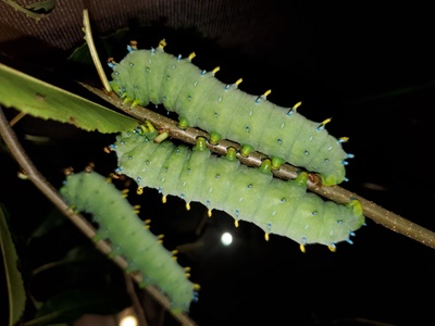 Three moth caterpillars on a stem