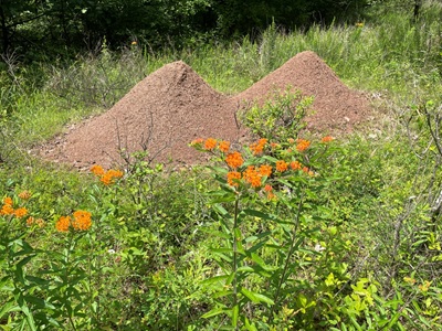 Allegheny ant mounds at Toms Run Nature Reserve with butterflyweed