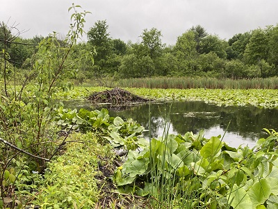 Pond and beaver dam at West Branch French Creek Conservation Area, summer