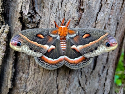 An orange, white and black cecropia moth rests on a tree