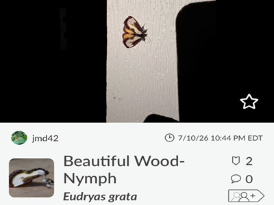A moth on the screen of an iphone showing the iNaturalist app