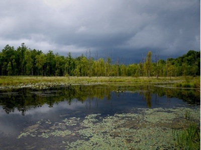 Pond at Helen B. Katz Natural Area, summer