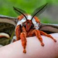 Close up photo of orange, black and white cecropia moth with large, featherlike antennae, sitting on a finger