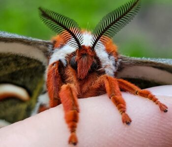 Close up photo of orange, black and white cecropia moth with large, featherlike antennae, sitting on a finger