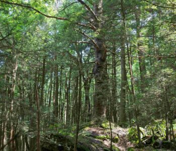 Eastern Hemlock in WPC's Bear Run Nature Reserve's Old-Growth Forest