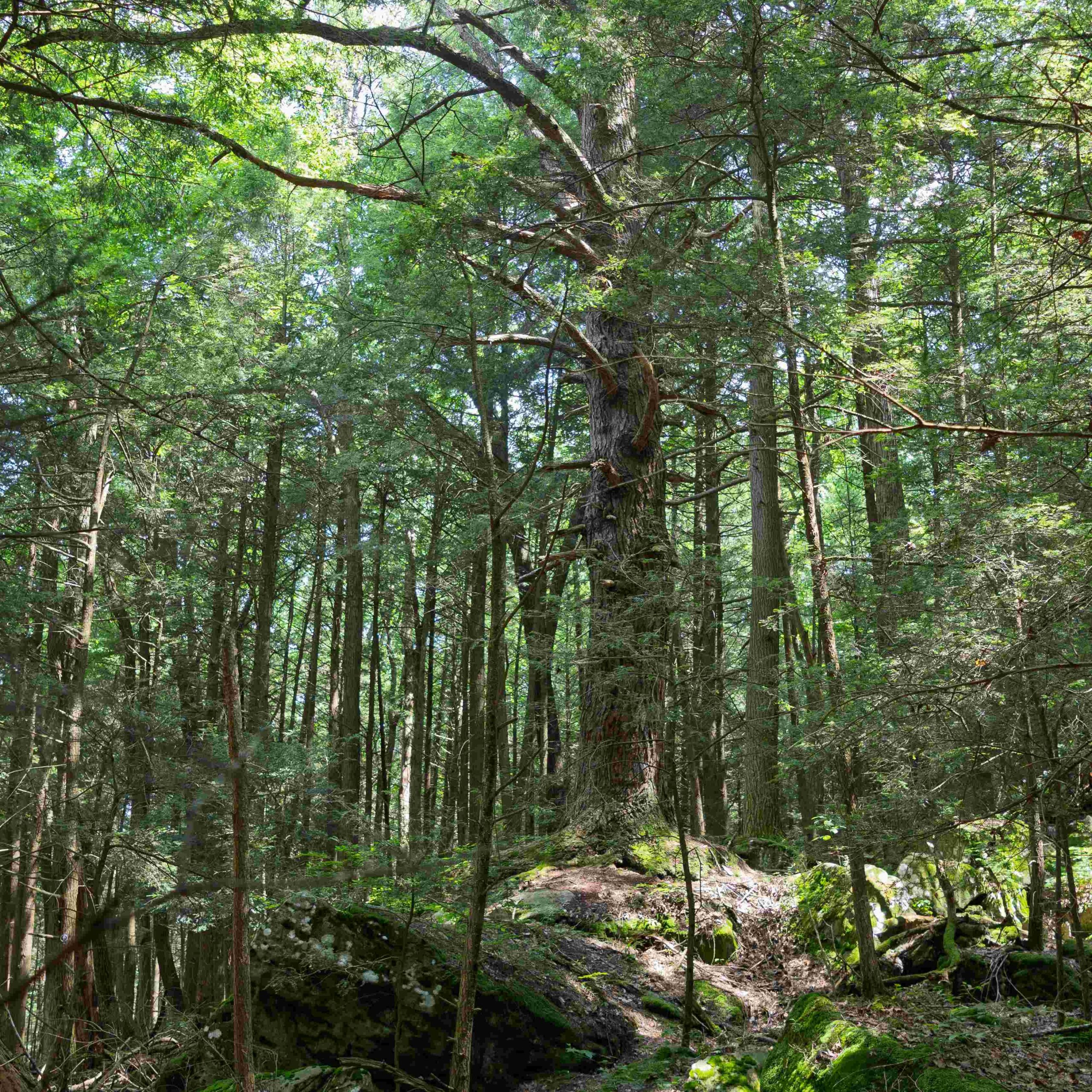 Eastern Hemlock in WPC's Bear Run Nature Reserve's Old-Growth Forest