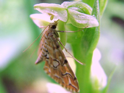 A moth feeds on a native flower