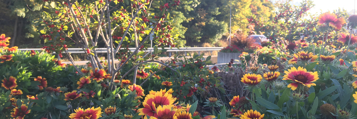 gardens-fall1200x400 Community Greening in the fall